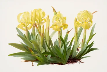 Iris lutescens (olja på papper)