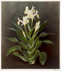 Iris willmottiana alba (olja på papper)