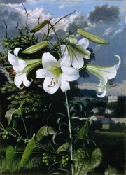 Lilium Emerald, ca 1959 (olja på pannå)