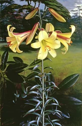 Lilium Gyllene klarion