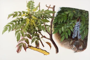 Mahonia japonica, 2008 (olja på papper)