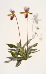 Paphiopedilum barbatum (olja på papper)