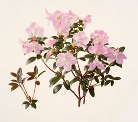 Rhododendron moupinense rosa-blommande (olja på papper)