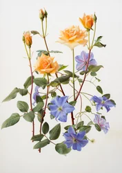 Ros och clematis