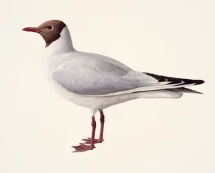 Studie av en skrattmås (olja på papper)