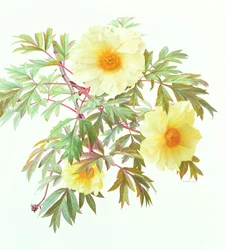 Tree Paeony "Silver Sails", 2000 (olja på papper)