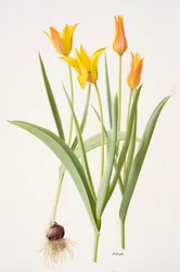 Tulipa ferganica (olja på papper)