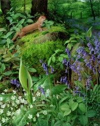 Vessla med vårblommor