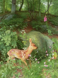 Ung rådjurskid i Adelskogen