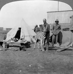 Sydafrikanska skyttar med sin husdjurszebra, Östafrika, första världskriget, 1914-1918.