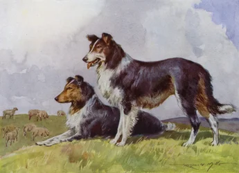 Illustration för My Farm (färg litho)