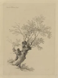 pilträd