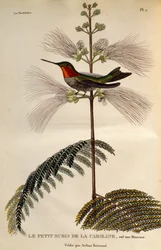 Ruby-throated Hummingbird (Archilochus colubris), gravyr från Les trochilidees ou les colibris et les oiseaux-mouches