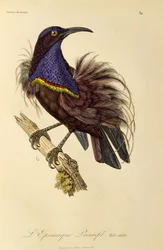 Vuxen hane från Paradise Riflebird (Ptiloris paradiseus), gravyr från Natural History of Birds of Paradise och Epimagues