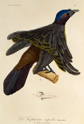 Vuxen hane av Superb Bird-of-Paradise (Lophorina superba), gravyr från Natural History of Birds of Paradise och Epimagues