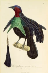 Vuxen hane av Superb Bird-of-Paradise (Lophorina superba), gravyr från Natural History of Birds of Paradise och Epimagues