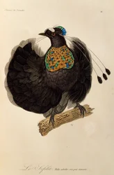 Vuxen hane av Western Parotia (Parotia sefilata), gravyr från Natural History of Birds of Paradise och Epimagues