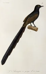 Gorget Paradisfågelhona, gravyr från Natural history of paradisbirds and epimagues