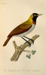 Ung hane från Lesser Bird-of-Paradise (Paradisaea minor), gravyr från Natural History of Birds of Paradise och Epimagues