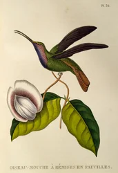 Lazulin Sabrewing (Campylopterus falcatus), gravyr från trochiliderna eller kolibrier och kolibrier