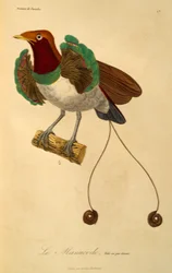 Hane av kung Paradisfågel (Cicinnurus regius), gravyr från paradisfåglars naturhistoria och epimagues