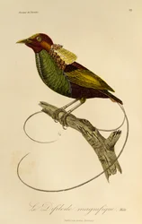 Hane av den magnifika paradisfågeln (Cicinnurus magnificus), gravyr från Natural History of Birds of Paradise och Epimagues