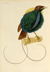 Hane av den magnifika paradisfågeln (Cicinnurus magnificus), gravyr från Natural History of Birds of Paradise och Epimagues