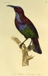 Hane of Paradise Riflebird (Ptiloris paradiseus), gravyr från Natural History of Birds of Paradise och Epimagues