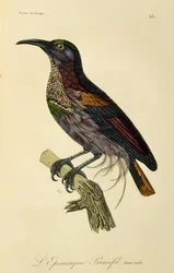 Paradise Riflebird ung hane (Ptiloris paradiseus), gravyr från Natural History of Birds of Paradise och Epimagues