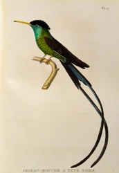 Rödnäbbad vimpelstjärtkolibri (Trochilus polytmus), gravyr ur Les trochilidées ou les colibris et les oiseaux-mouches