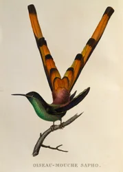 Rödstjärtad kometkolibri (Sappho sparganurus), gravyr ur Les trochilidées ou les colibris et les oiseaux-mouches