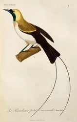 Ung hane från Lesser Bird-of-Paradise (Paradisaea minor), gravyr från Natural History of Birds of Paradise och Epimagues