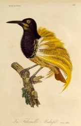 Ung hane av tolvtrådig paradisfågel (Seleucidis melanoleuca), gravyr från Natural History of Birds of Paradise och Epimagues