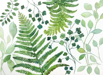 Färska ormbunksblad
