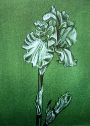 Elegant grön iris