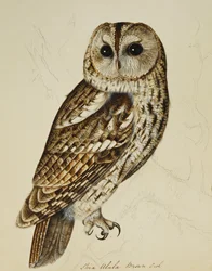 Brunuggla (Strix Ulula)