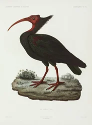 Skallig ibis, Algeriet