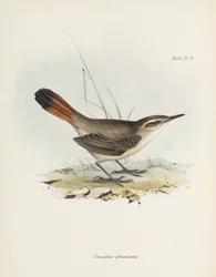 Bandstjärtad markkrypare, Sydamerika, ca 1832-1836