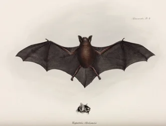 Fladdermus, Sydamerika, ca 1832-1836