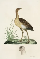 Bustard