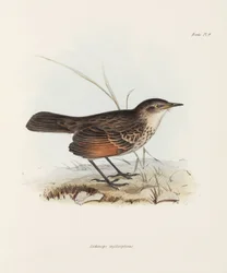 Flugsnappare, c 1832-1836
