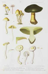 Fyra typer av svamp, ca 1874
