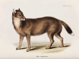Fox, Falklandsöarna, ca 1832-1836