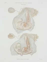 Gynekologi Mänskligt foster vid 40 dagar, c 1847-1859