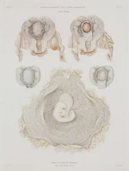 Gynekologi Mänsklig livmoder med embryo, c 1847-1859