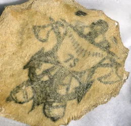Människohud, tatuerad med sjömärke, franska