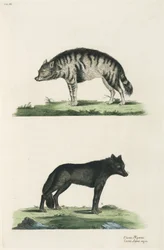 Hyena och varg