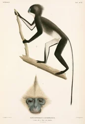 Apor, Sumatra, Indonesien