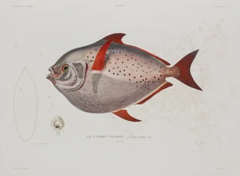 Månfisk, Island, tidigt 1800-tal