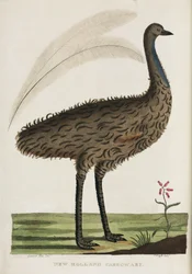 "New Holland Cassowary", Australien, ca 1788